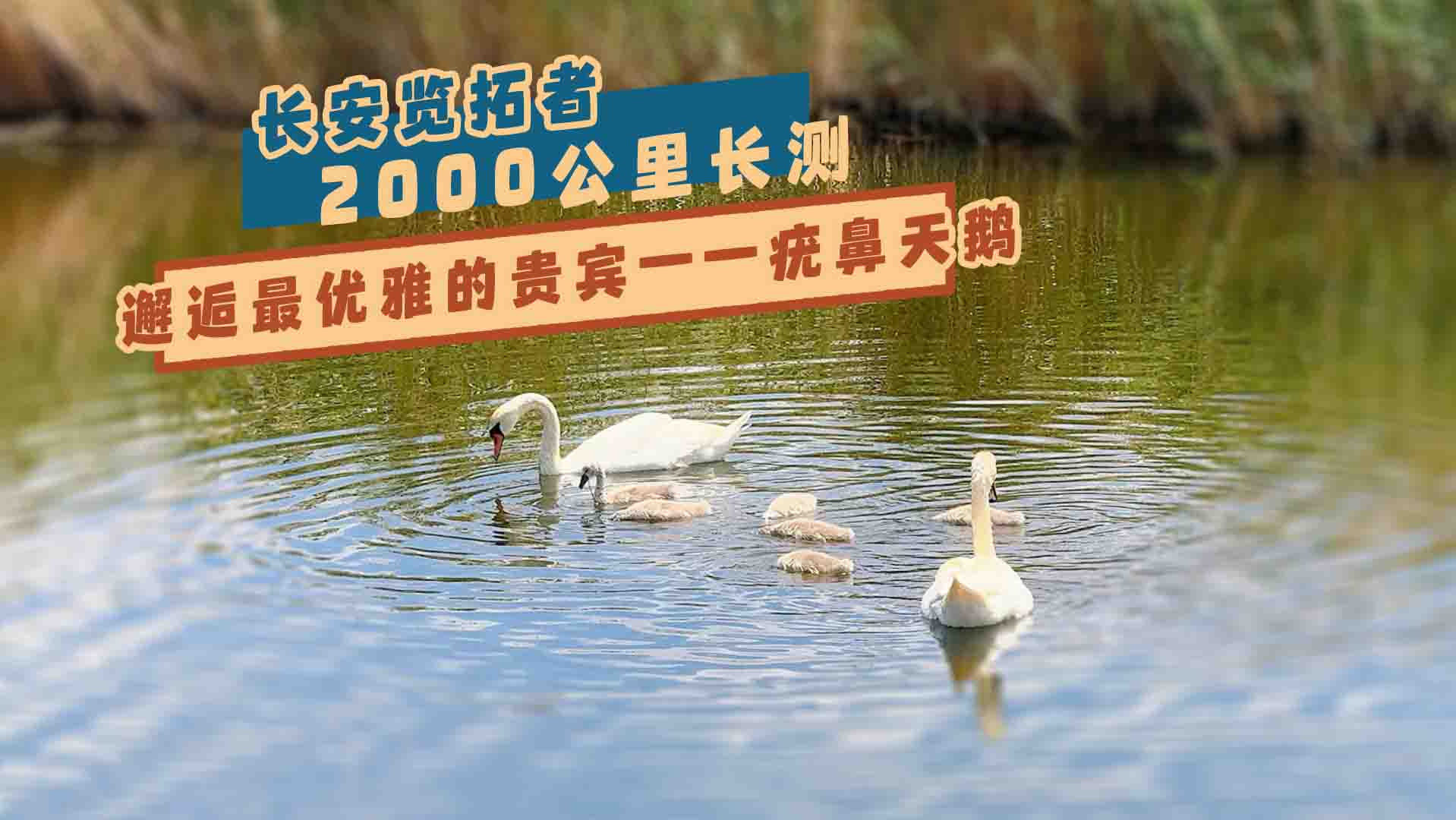 L[2000LyZ